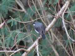 Eopsaltria pulverulenta