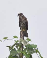 Rostrhamus sociabilis