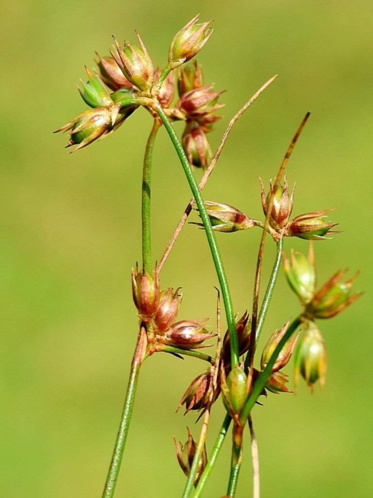 Juncus homalocaulis