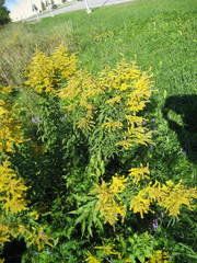 Solidago fallax molina