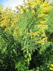 Solidago fallax molina