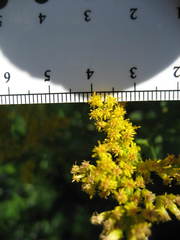 Solidago fallax molina