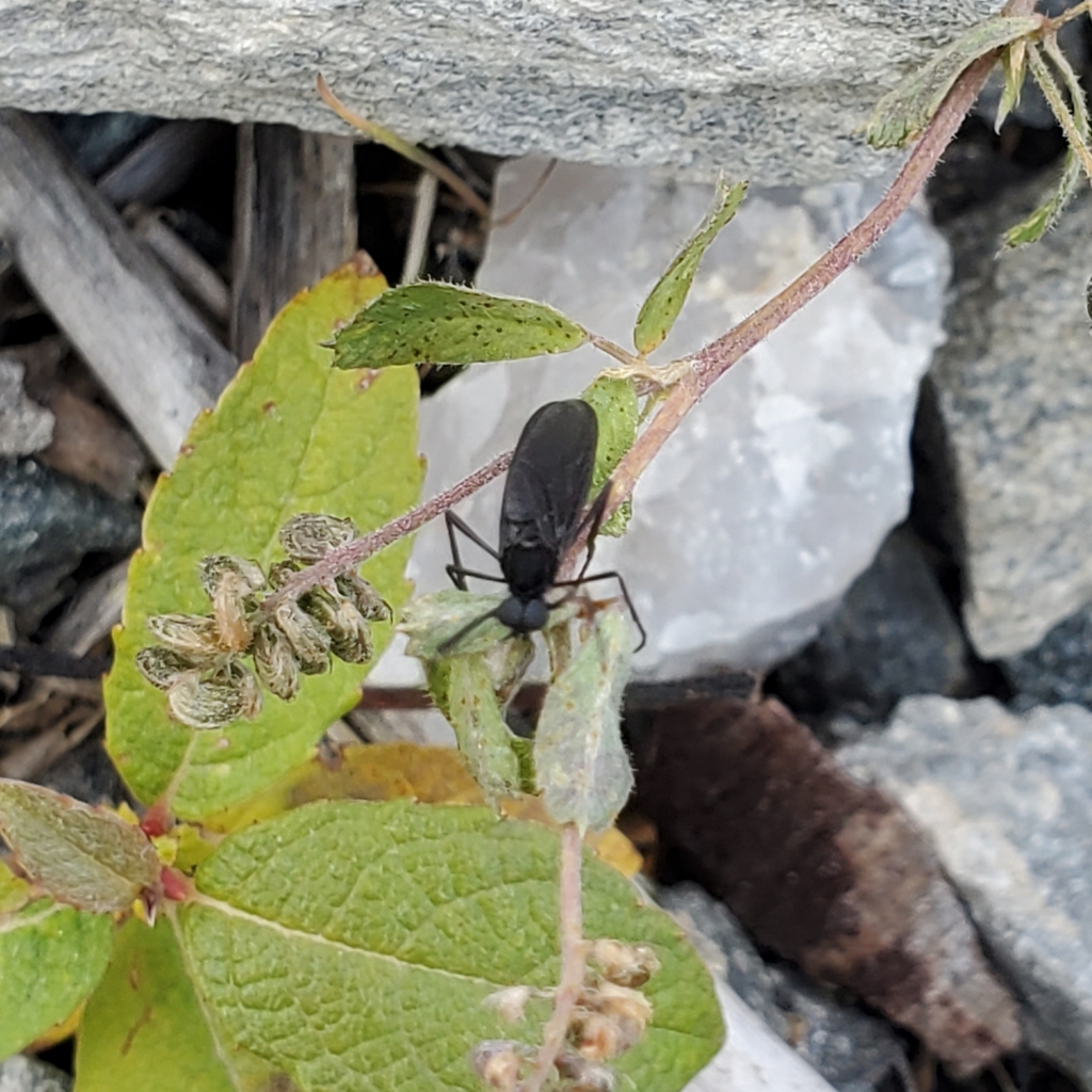 Penthetria yakima