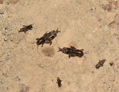 Neotridactylus