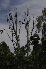 Pteropus alecto