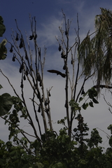 Pteropus alecto