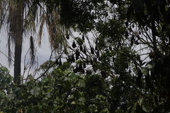 Pteropus alecto