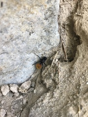 Dasymutilla nogalensis