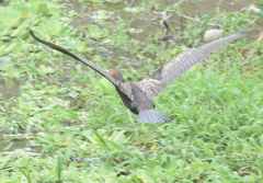 Nannopterum brasilianum
