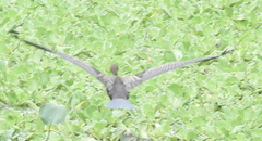 Nannopterum brasilianum