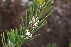 Hakea macrorrhyncha