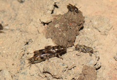 Neotridactylus
