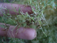 Eragrostis hypnoides
