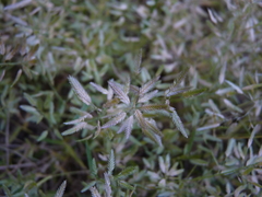 Eragrostis hypnoides
