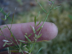 Eragrostis hypnoides