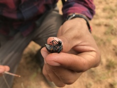 Megetra
