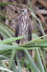 Rostrhamus sociabilis