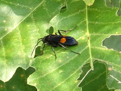 Calopompilus maculipennis