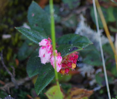 Gaultheria glomerata