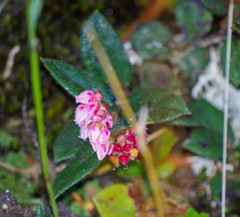 Gaultheria glomerata
