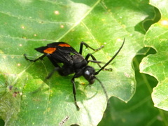 Calopompilus maculipennis