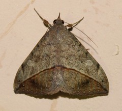 Metallata absumens