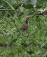Jacana jacana