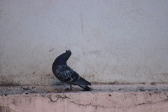 Columba livia domestica