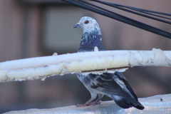 Columba livia domestica