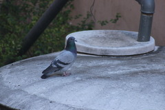 Columba livia domestica