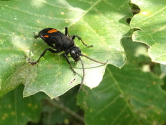 Calopompilus maculipennis
