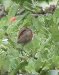 Nannopterum brasilianum