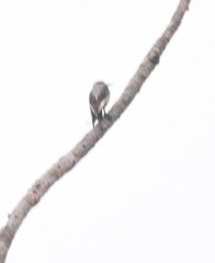 Melanerpes pucherani