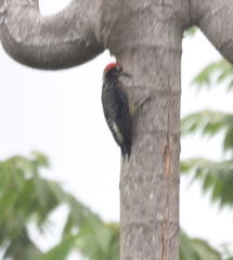 Melanerpes pucherani