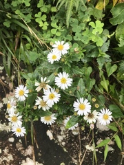 Aster ageratoides