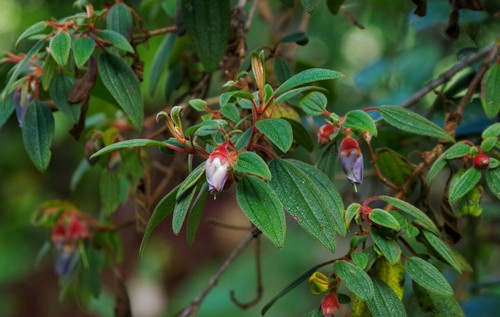 Brachyotum gleasonii