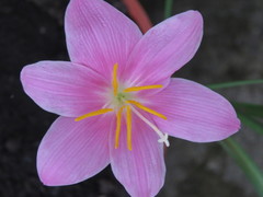 Zephyranthes carinata