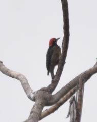 Melanerpes pucherani
