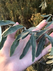 Elaeagnus angustifolia