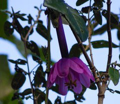 Passiflora cumbalensis