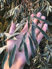 Elaeagnus angustifolia