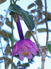 Passiflora cumbalensis