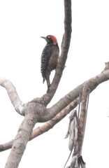 Melanerpes pucherani