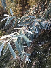 Elaeagnus angustifolia