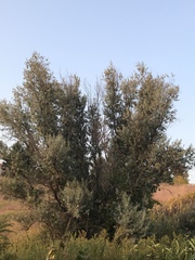 Elaeagnus angustifolia