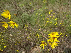 Helianthus salicifolius