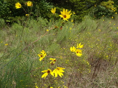 Helianthus salicifolius