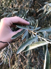 Elaeagnus angustifolia