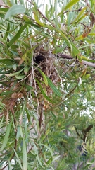 Auriparus flaviceps