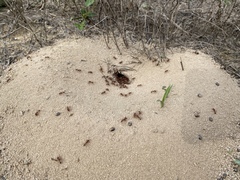 Pogonomyrmex comanche